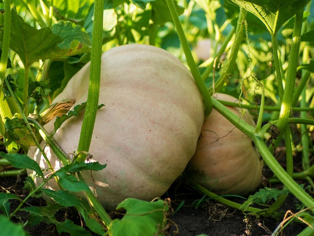 Cucurbita maxima Ripe organic pumpkin with green leaves growing in the garden