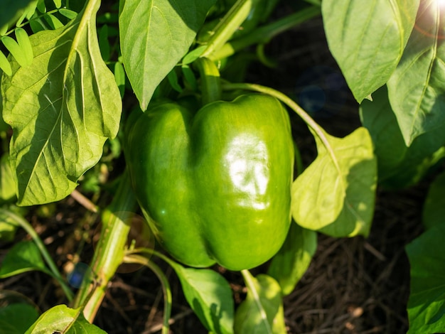 Cultivar gogoscharii Gogoschar green bell pepper growing in the organic garden