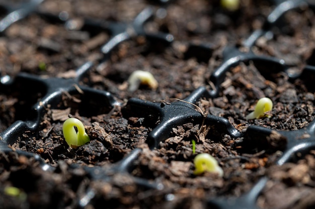 Cultivate vegetables and fruits in planting trays growing