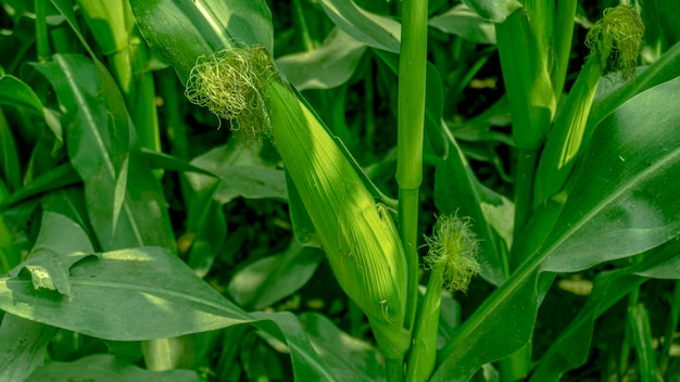 Cultivated corn field with closeup corn Corn plant concept