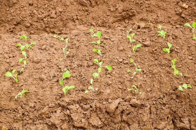 Cultivated lettuce plant growing