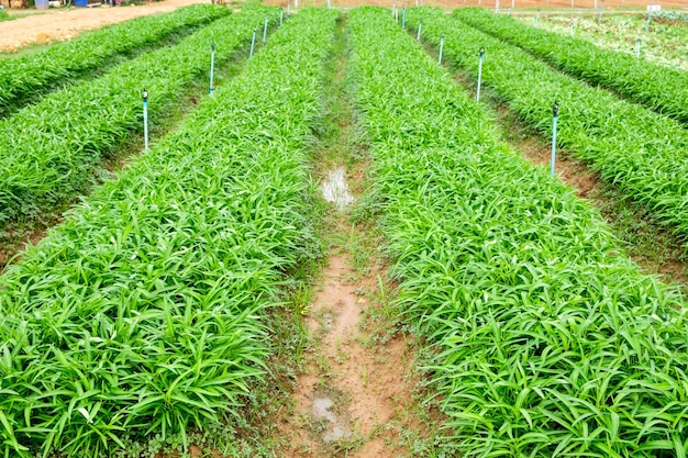 Cultivated morning glory organic farming in garden