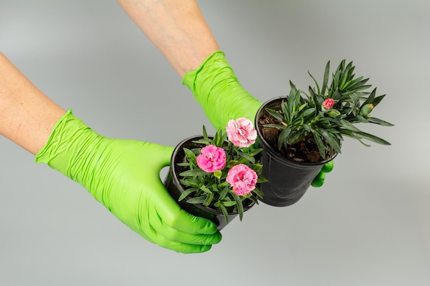 Cultivating carnation flowers in pots at home