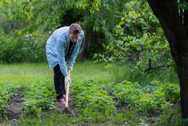 A cultivating the soil in the garden young male doing work using a hoe