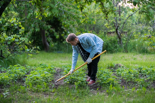 A cultivating the soil in the garden young male doing work using a hoe