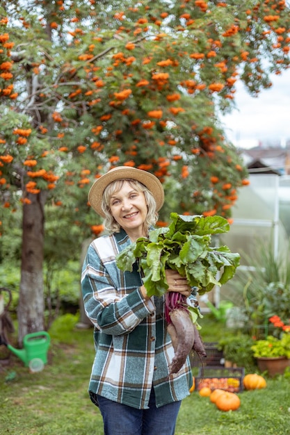 Cultivation of beets Gardener holding beet roots