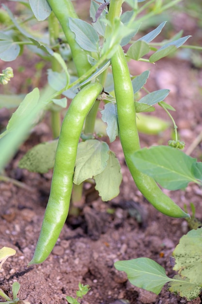 Cultivation of Broad Beans Plant in Vegetable Garden Harvesting fava bean Vegan food in organic farming