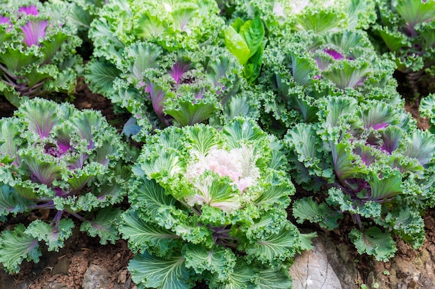 Cultivation cabbage bloom growing