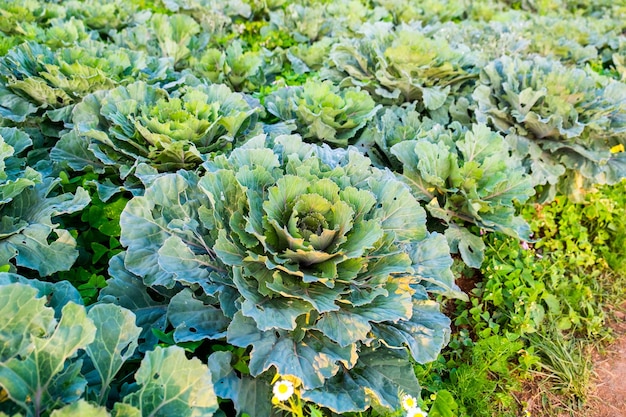 Cultivation cabbage bloom growing