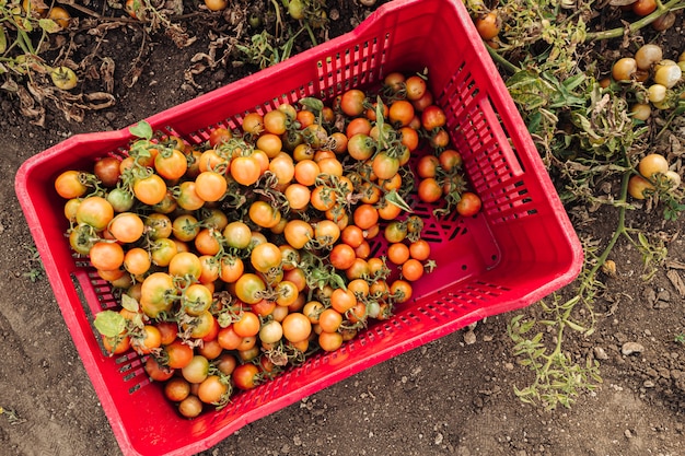 Cultivation of cherry tomatoes in Puglia, south of Italy