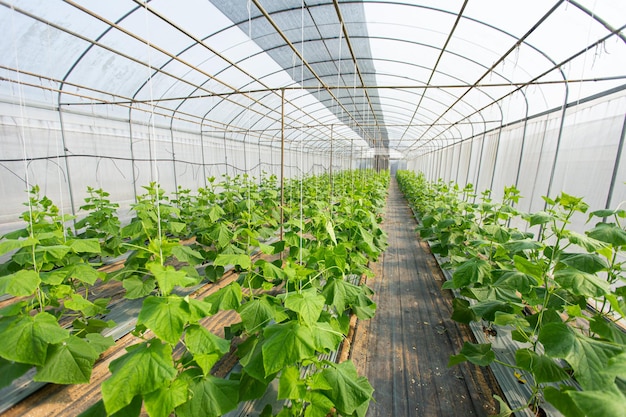 Cultivation of cucumber in greenhouse smart farm