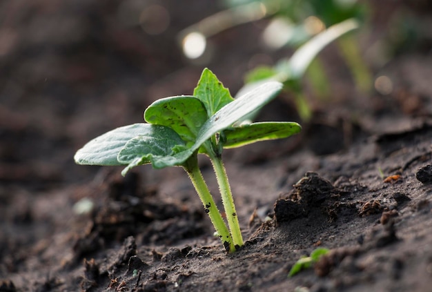 Cultivation of cucumber sprouts