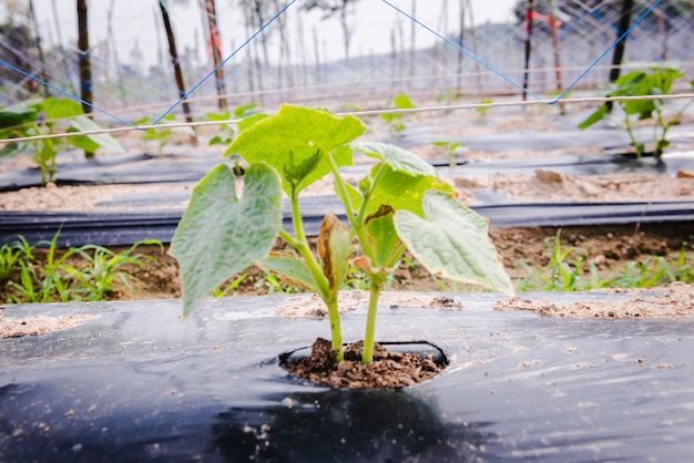 Cultivation of cucumbers in farm, drip irrigation system