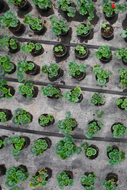 Cultivation of flowers in a greenhouse Top vew of pelargonium plants in pots in greenhouse Drip irrigation system