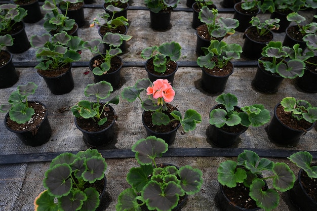 Cultivation of flowers in a greenhouse Top vew of young plants in pots in greenhouse Drip irrigation system