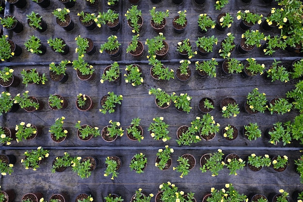 Cultivation of flowers in a greenhouse Top vew of young plants in pots in greenhouse Drip irrigation system