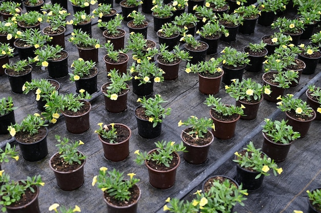 Cultivation of flowers in a greenhouse Top vew of young plants in pots in greenhouse Drip irrigation system