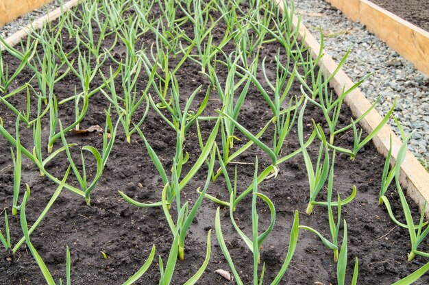 Cultivation of garlic and onions, wooden beds for growing vegetables in accordance with the principles of organic farming. Garden paths sprinkled with pebbles