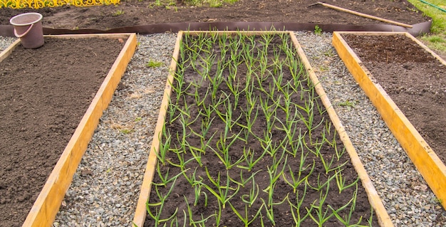 Cultivation of garlic and onions, wooden beds for growing vegetables in accordance with the principles of organic farming. Garden paths sprinkled with pebbles.