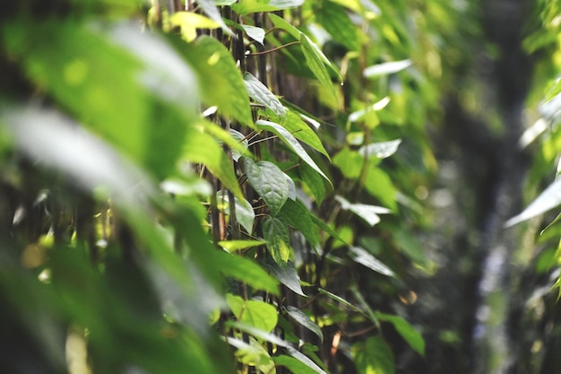 Cultivation of green betel leavemostly consumed in Asia