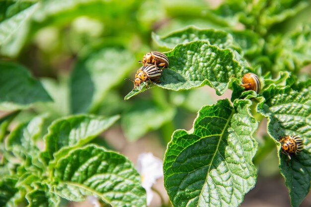 Cultivation of potato colorado beetles. selective focus.