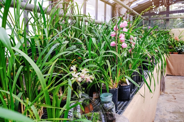 Cultivation of tropical plants Potted orchids in greenhouse