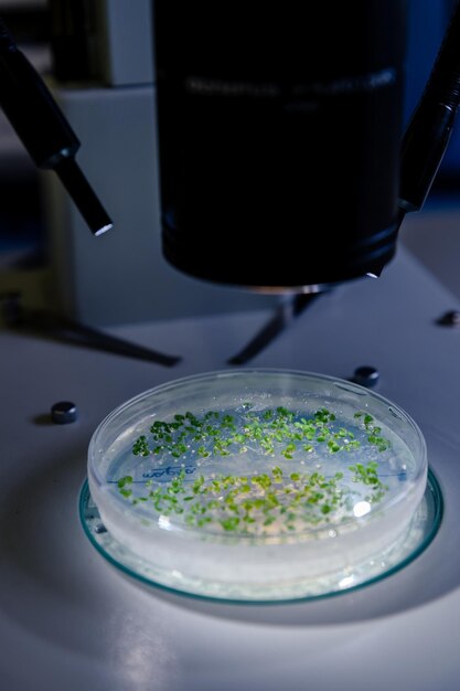 Photo culture in a petri dish under a light stereomicroscope is examined for pharmaceutical bioscience