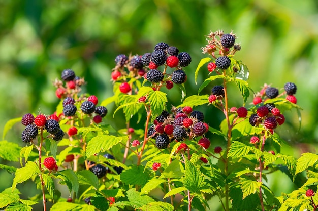 Cumberland raspberry bush with abundant berries during ripening