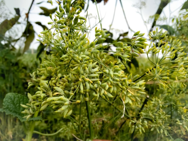 Cumin, (Cuminum cyminum), also spelled cummin, annual plant of the parsley family