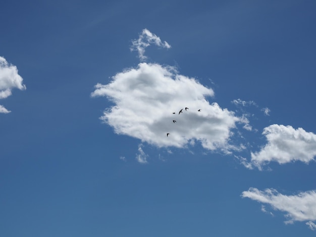 Cumulus cloud with birds