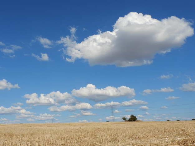 Cumulus white clouds over the cut wheat field End of harvest season Peaceful tranquil background