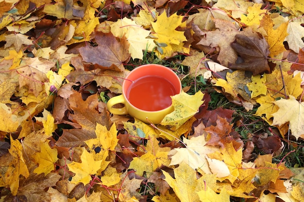 A cup of black tea on colorful autumn fall leaves background