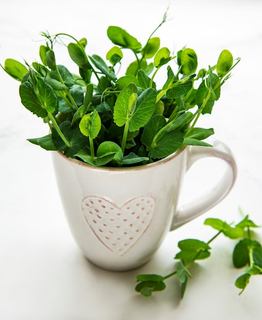 Cup with green sprouts of germinated seeds of peas on a table