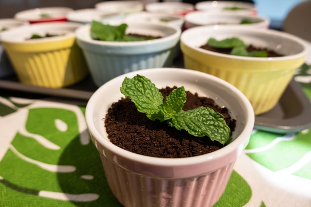 Cupcake of green plant on black chocolate, closeup image