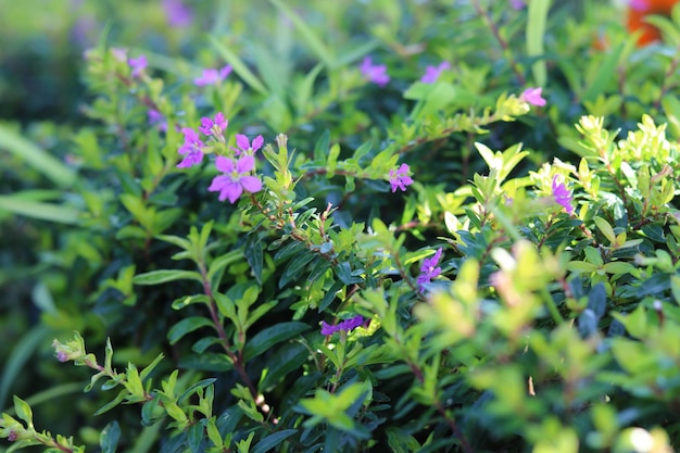 Cuphea hyssopifolia, Beautiful flower background