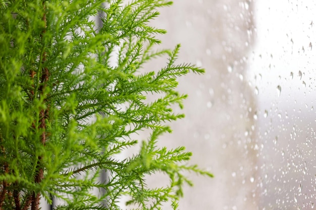 Cupressus Goldcrest Wilma by the window, raindrops on the glass.