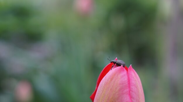 Curculionidae on a beautiful pink tulip, summer day