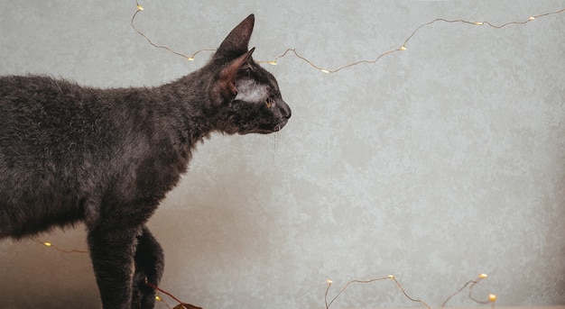 Curios cat looking at light strings