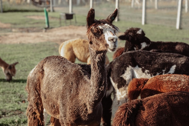 Curious alpacas on summer day on farm. Life on farm. Agrotourism. Natural materials .Beautiful animals . Summer holidays. Own farm. Wool production. Shaggy head. Funny animals.