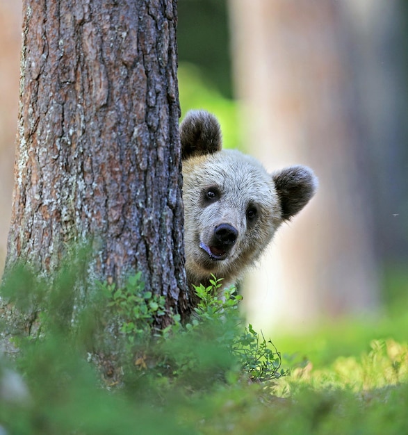 Curious Bear Peeking Behind Tree