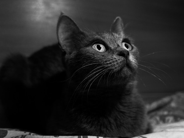 Curious big english cat looking at something on the bed bw