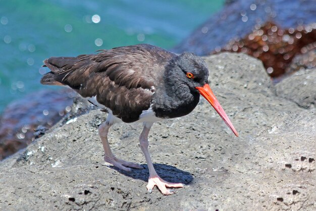 Photo curious bird with red beak by the sea