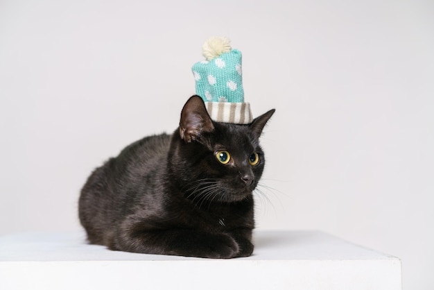 Curious black cute cat sits in a knitted hat with bubo happy cat cat closed looking aside yellow eye...