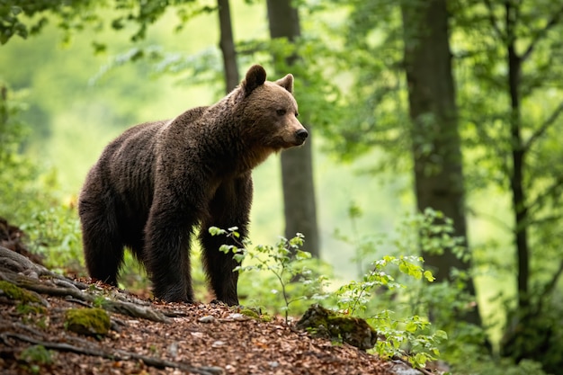 Curious brown bear observing the surroundings of the beautiful blooming forest