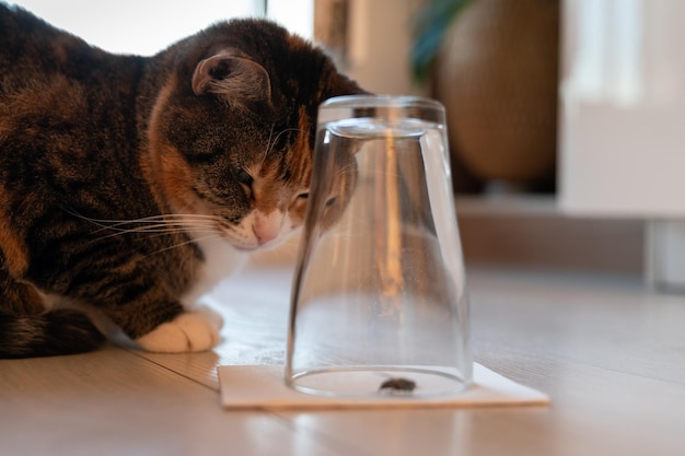 Curious cat carefully watching a caught wasp or fly in an inverted glass beaker Pet life at home