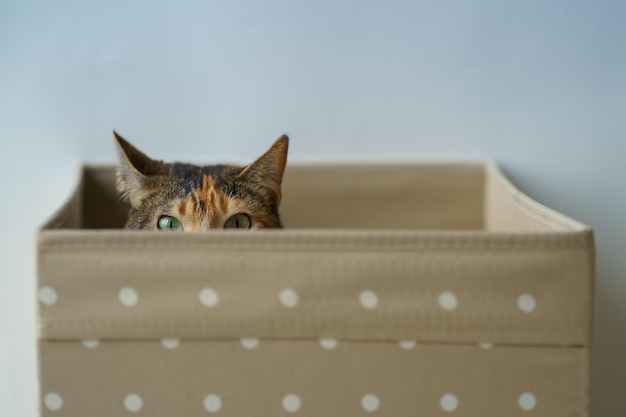 Curious cat has climbed into storage box looks out playing hunting for a toy Pet lovers