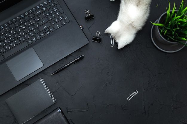 Curious cat on the table of a businessman. Business, telecommuting, self-study concept. Top view, flat lay.