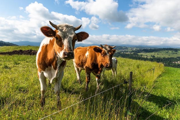 Curious cows looking at camera whle grazing on green meadow