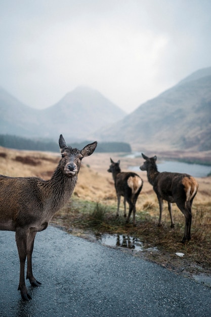 Curious deer in the Highlands