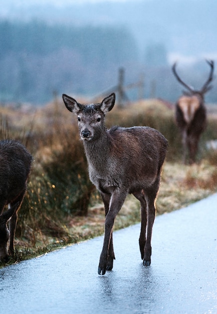 Curious deer in the Highlands